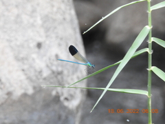 Calopteryx syriaca