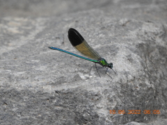 Calopteryx syriaca