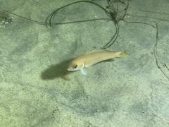 Caulolatilus princeps