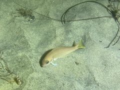 Caulolatilus princeps