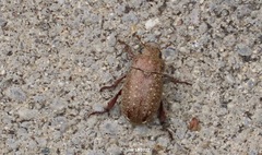 Adoretus tenuimaculatus