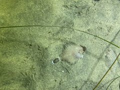 Pleuronichthys verticalis