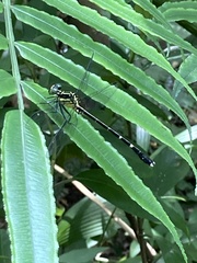 Leptogomphus sauteri formosanus