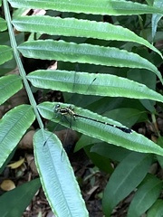 Leptogomphus sauteri formosanus