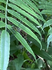 Leptogomphus sauteri formosanus