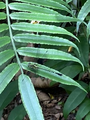 Leptogomphus sauteri formosanus