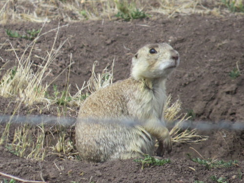 Gunnison's Prairie Dog