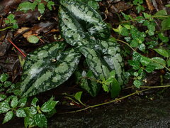 Asarum macranthum