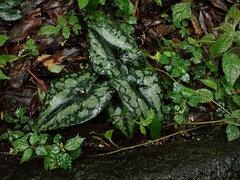 Asarum macranthum
