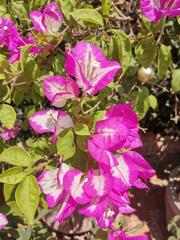 Bougainvillea