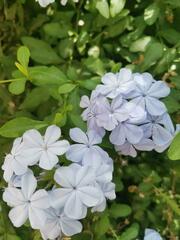 Plumbago auriculata