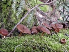Hypholoma brunneum