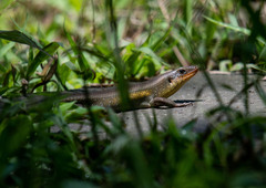 Eutropis multifasciata