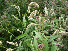 Persicaria lapathifolia lapathifolia
