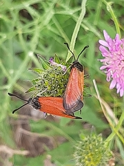 Zygaena rubicundus