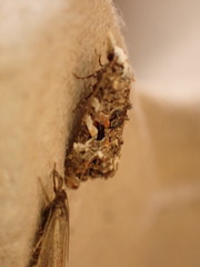 Phtheochroa rugosana