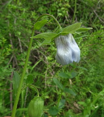 Codonopsis clematidea