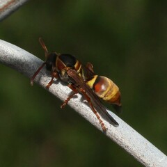 Polistes humilis synoecus