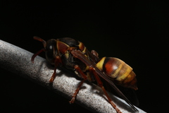 Polistes humilis synoecus