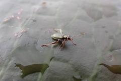 Coleoptera