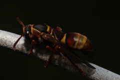 Polistes humilis synoecus