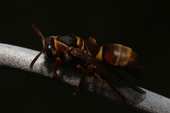 Polistes humilis synoecus