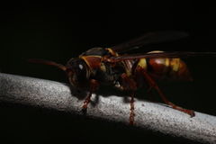 Polistes humilis synoecus