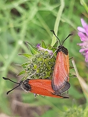 Zygaena rubicundus