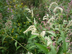 Persicaria lapathifolia lapathifolia
