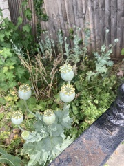 Papaver somniferum
