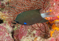 Pycnochromis caudalis