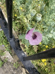 Papaver somniferum