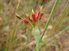 Tragopogon crocifolius