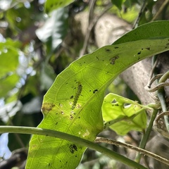 Filodes fulvidorsalis