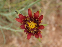 Tragopogon crocifolius