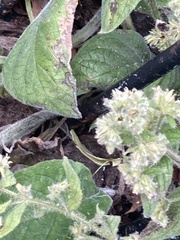 Pentaglottis sempervirens