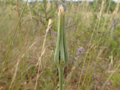Tragopogon crocifolius
