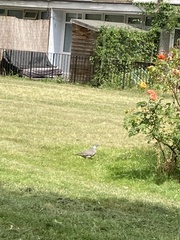 Columba palumbus