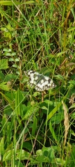 Melanargia galathea