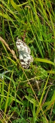 Melanargia galathea
