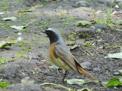 Phoenicurus phoenicurus