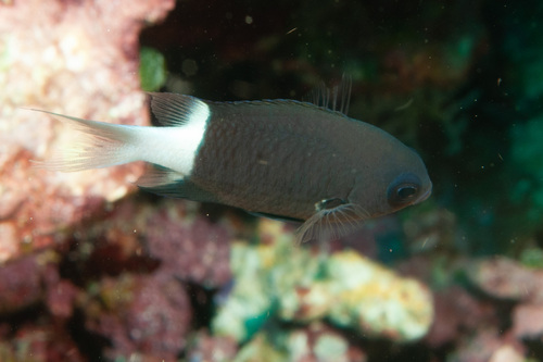 Bicolor chromis (Chromis margaritifer) — Pomacentridae — 3