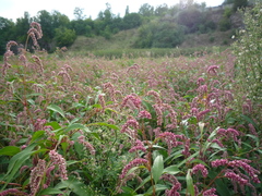 Persicaria lapathifolia lapathifolia