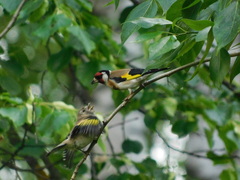 Carduelis carduelis