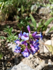 Penstemon leonardii
