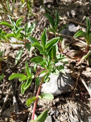 Penstemon leonardii