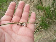 Juncus balticus littoralis
