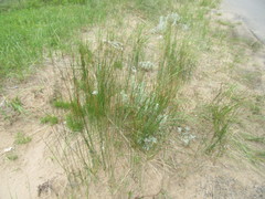 Juncus balticus littoralis