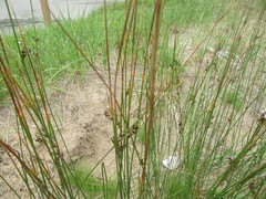 Juncus balticus littoralis