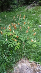 Lathyrus laevigatus
